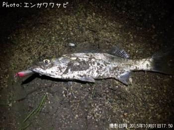 セイゴ
