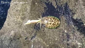 モンゴウイカ