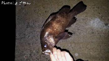 メバル