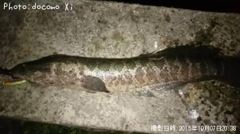 ライギョ