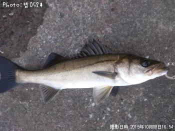 シーバス