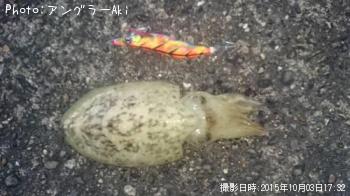 コウイカ