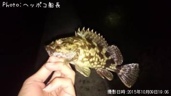 カサゴ