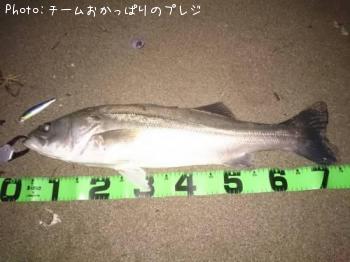 シーバス