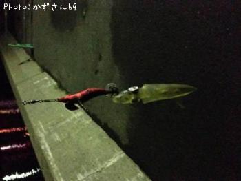 ヤリイカ