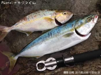 䥺ͥ