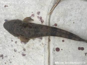 コチ