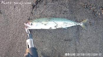 サバ味噌