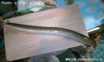 ウナギ