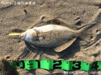 ヒラメ