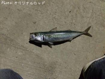 サバ