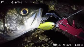 シーバス