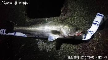 シーバス