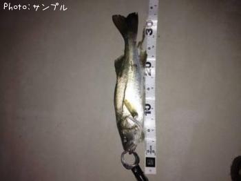セイゴ
