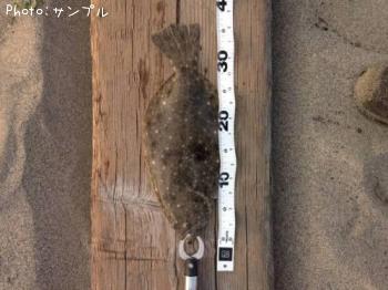 ヒラメ