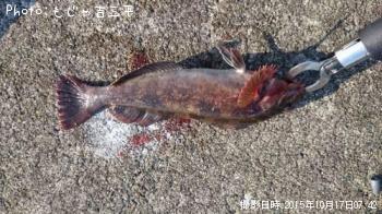 アイナメ