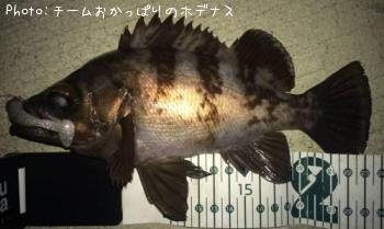 メバル