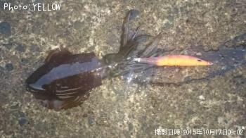 アオリイカ