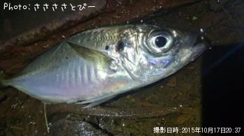 アジ＆メバル