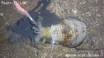 アオリイカ