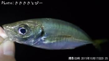 アジ＆メバル