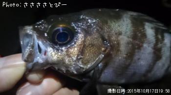アジ＆メバル