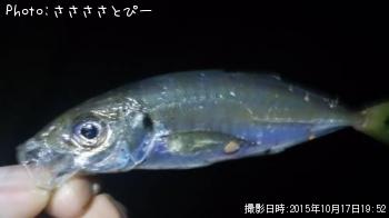 アジ＆メバル