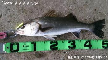 シーバス