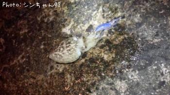 コウイカ