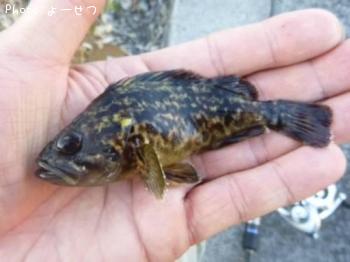 クロソイ