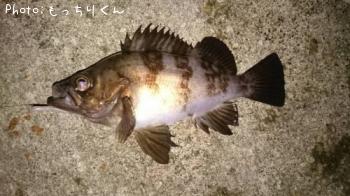 メバル