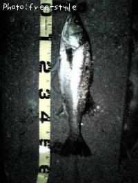 ＳｅａＢａｓｓ