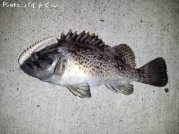 クロソイ