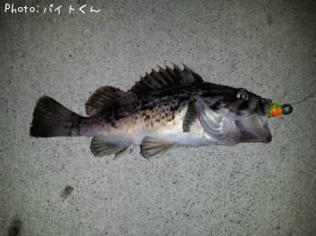 クロソイ