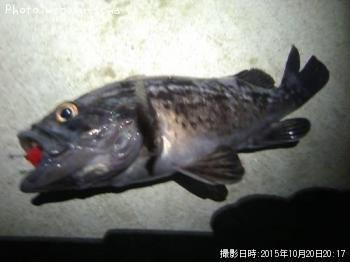 クロソイ