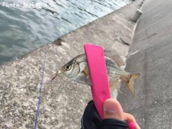 イシダイ？