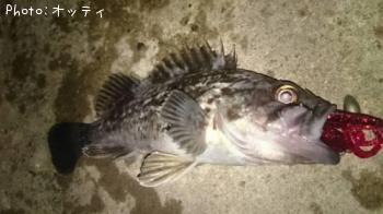 クロソイ