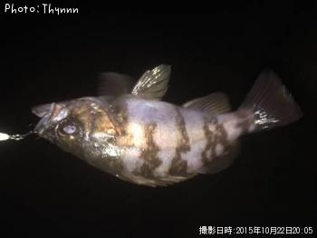 メバル