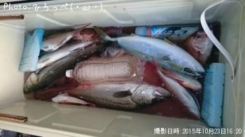 シーバス　他