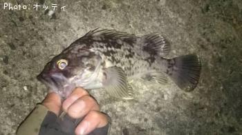 クロソイ