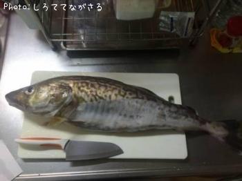 タラ