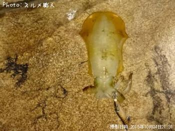アオリイカ