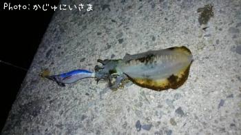 アオリイカ