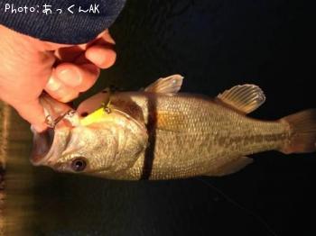 ブラックバス