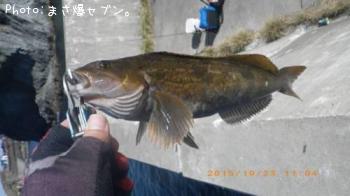 アイナメ