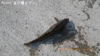 アイナメ