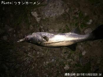 シーバス