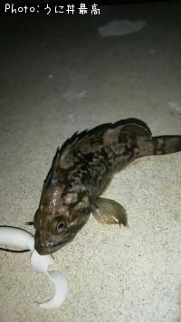 クロソイ