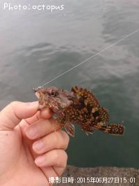 カサゴ