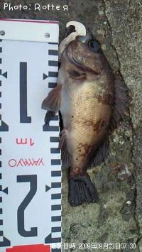 メバル